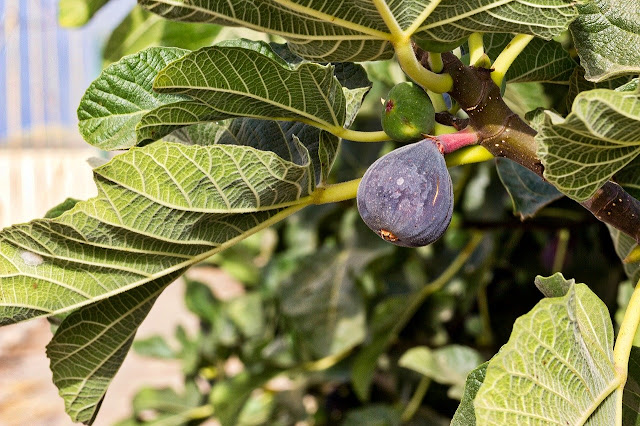 Higuera (Ficus carica)