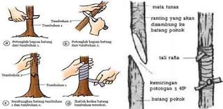 Vegetatif buatan mengenten