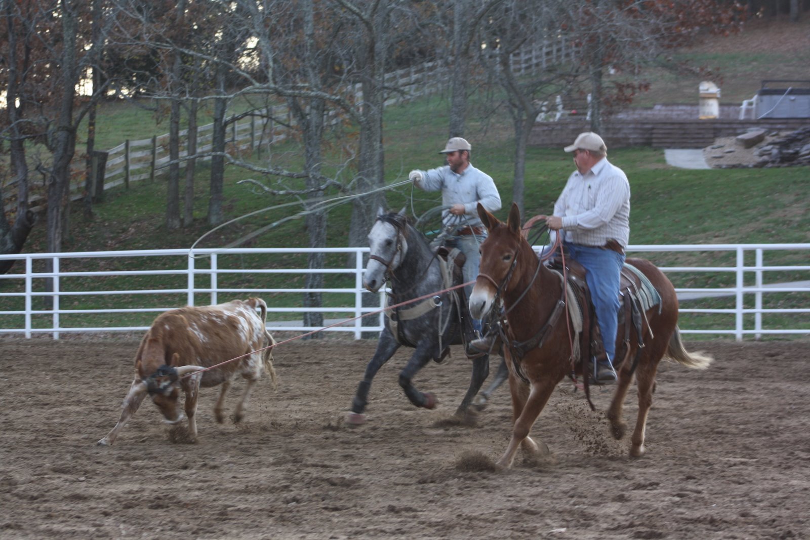 PairADice Mules: Team Roping at Taylor's