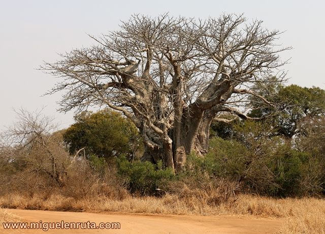 Baobab-Kruger-Sudáfrica