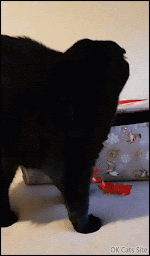 Xmas Cat GIF • Funny black cat hidden in an empty Xmas gift box. “Come the dark side, human.” [ok-cats.com]