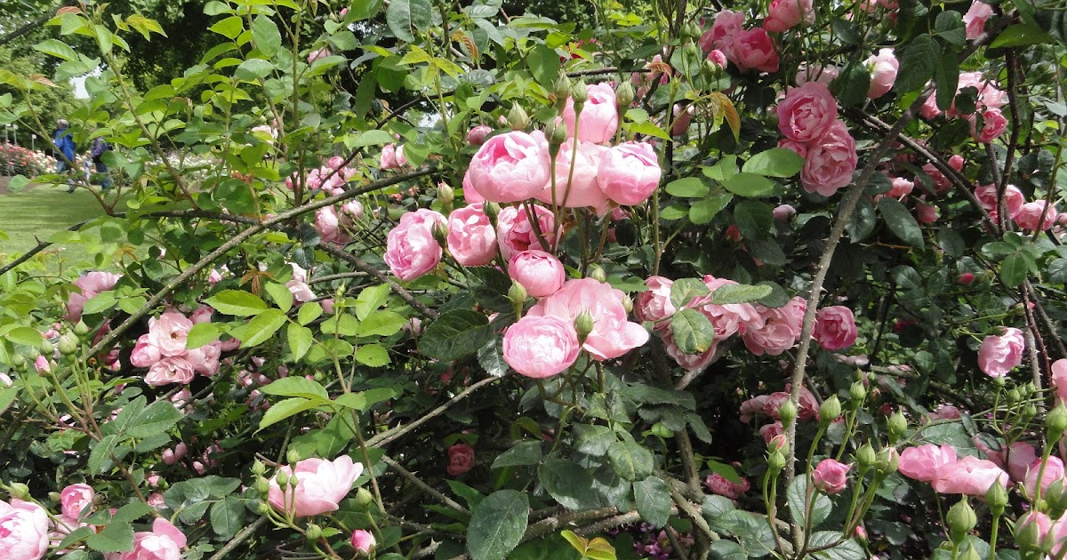 Life In New Zealand Rose Garden Visit