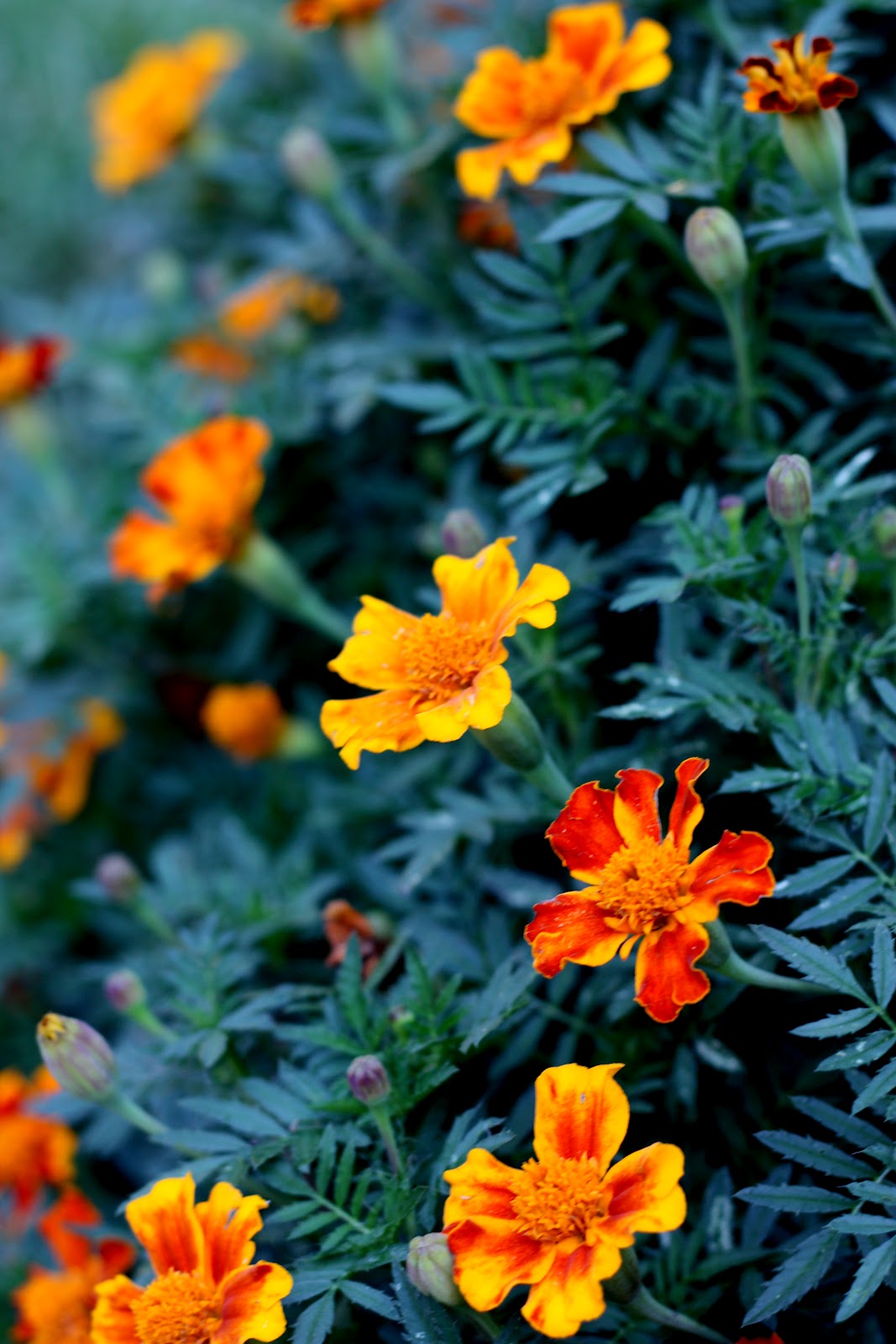 the red chair blog how to save marigold seeds fro chart