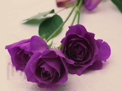 mind-blowing-Purple-Roses