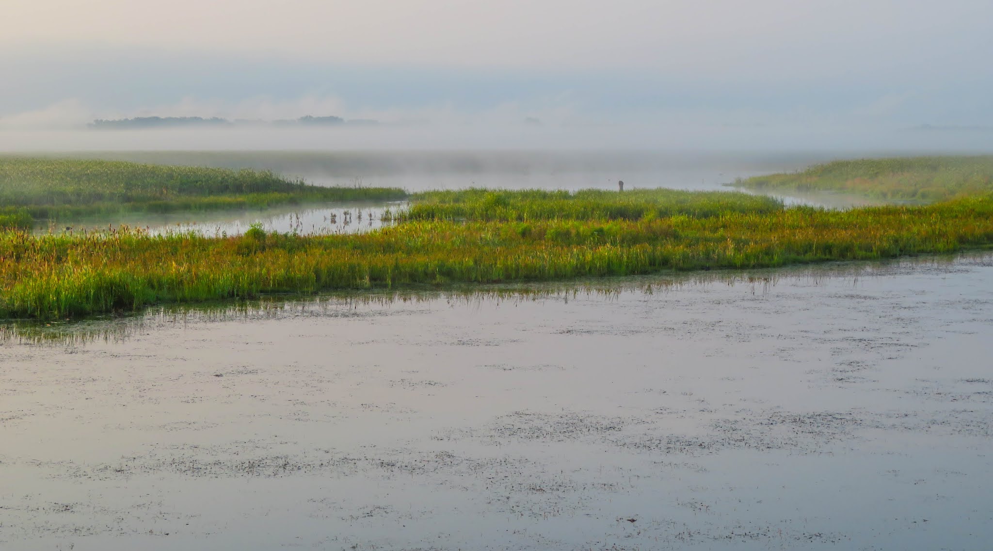 Cannundrums Montezuma NWR New York