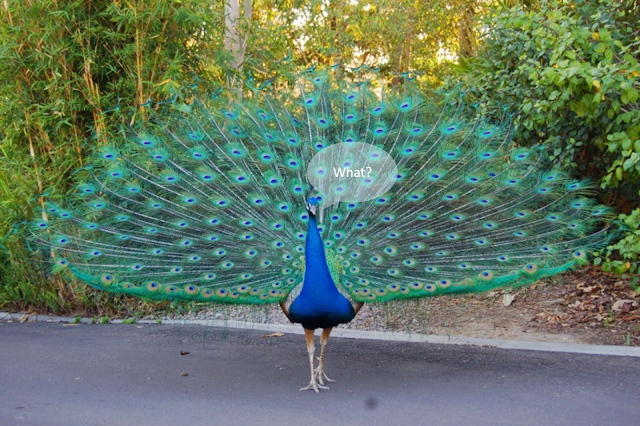 Peacock saying What