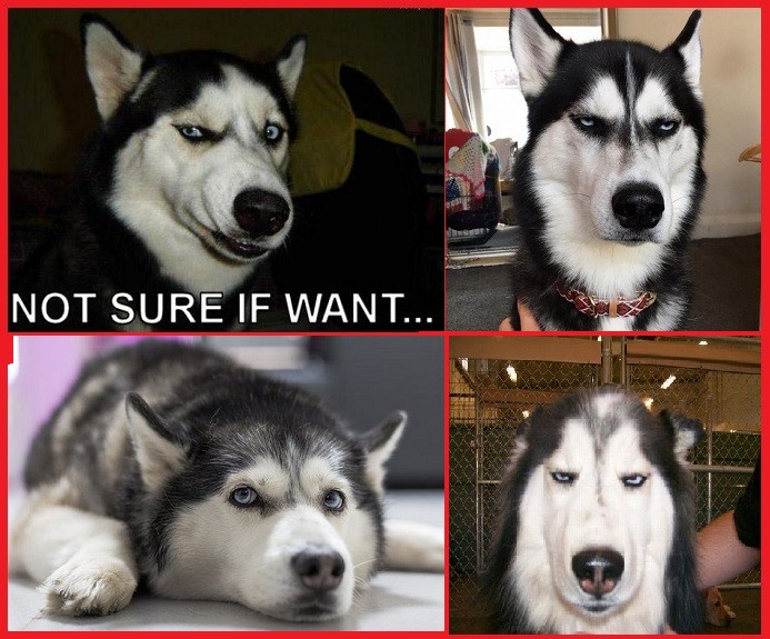 Anjing Yang Paling Garang Di Dunia 13 Gambar