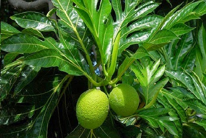 manfaat daun sukun untuk ginjal,sukun dan cara mengolahnya,sukun untuk jantung,sukun untuk kesehatan,untuk obat,khasiat daun sukun untuk diabetes,kegunaan daun sukun, manfaat daun sukun untuk ginjal,sukun dan cara mengolahnya,sukun untuk jantung,sukun untuk kesehatan,untuk obat,khasiat daun sukun untuk diabetes,kegunaan daun sukun,