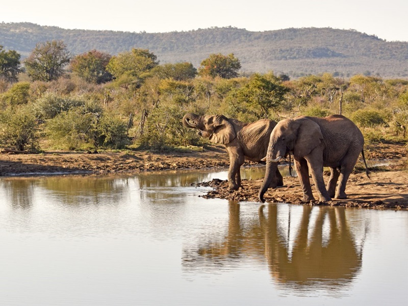 South Africa Madikwe Game Reserve