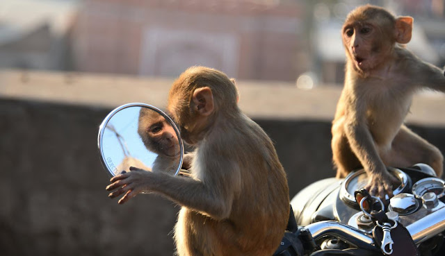Demokrasi Kebun Binatang - Takanta | Suara Kenangan