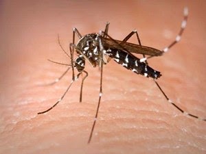 Cara Cepat Menghilangkan Gatal Karena Digigit Nyamuk 