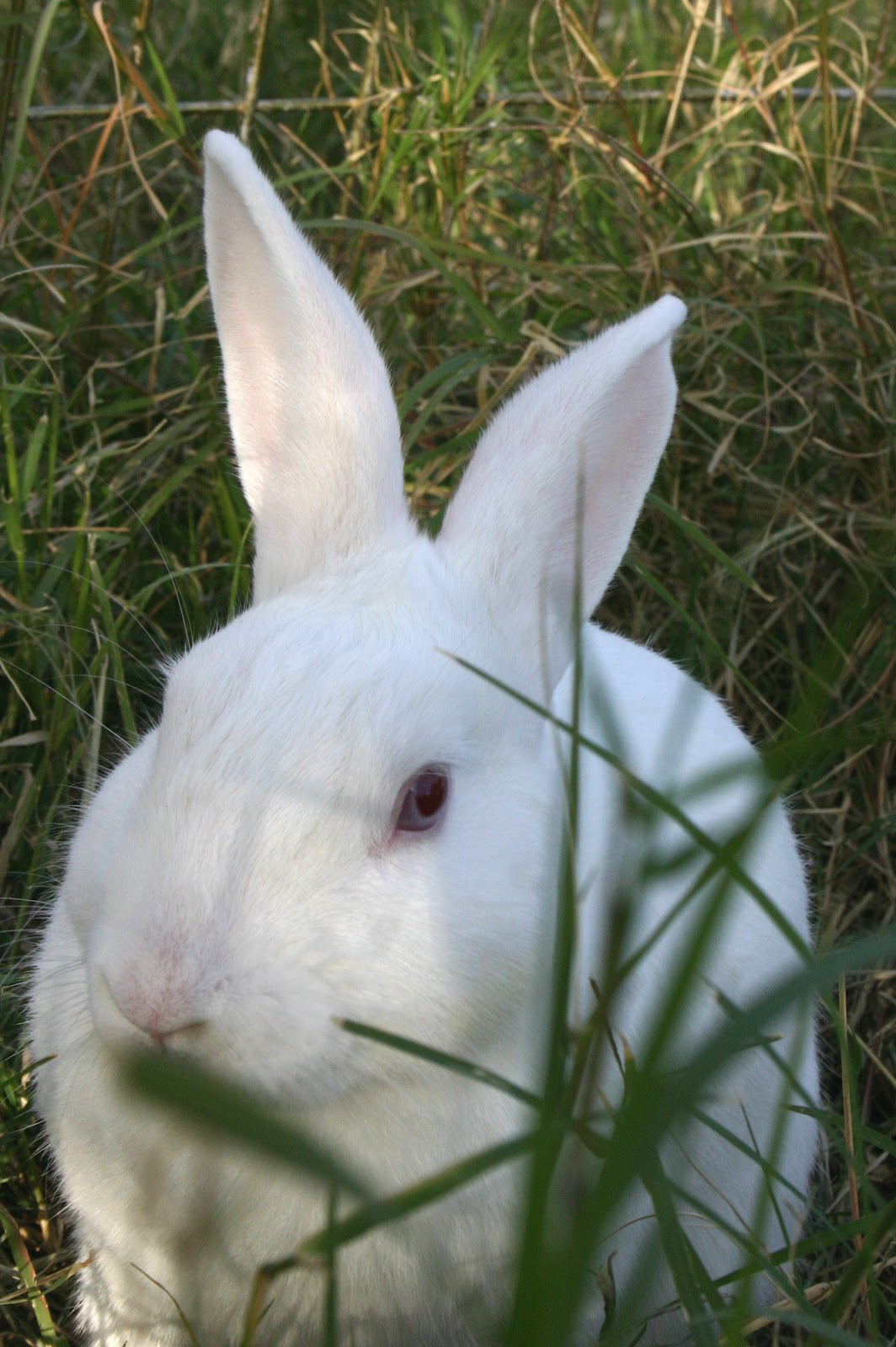 Temper Tantrums and their Scientific Reasons Simple Child Rearing Tips