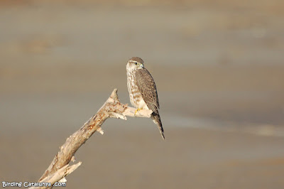 Esmerla (Falco columbarius)