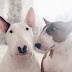 16 Pictures That Prove Bull Terriers Are Perfect Weirdos