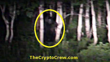 was Bigfoot spotted in Utah?