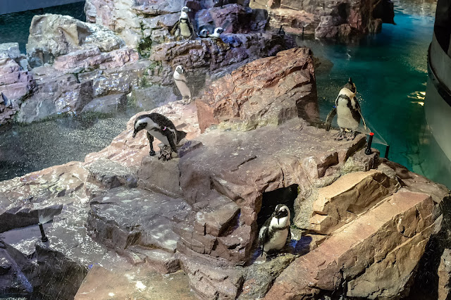 Penguins at the New England Aquarium