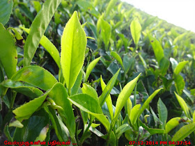 Fresh Tea Leaves Wayanad Tea Estate