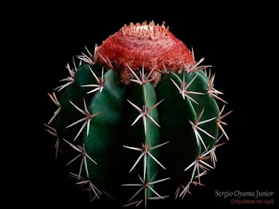 Orquídeas no Apê: Cacto Coroa de Frade - Melocactus zehntneri