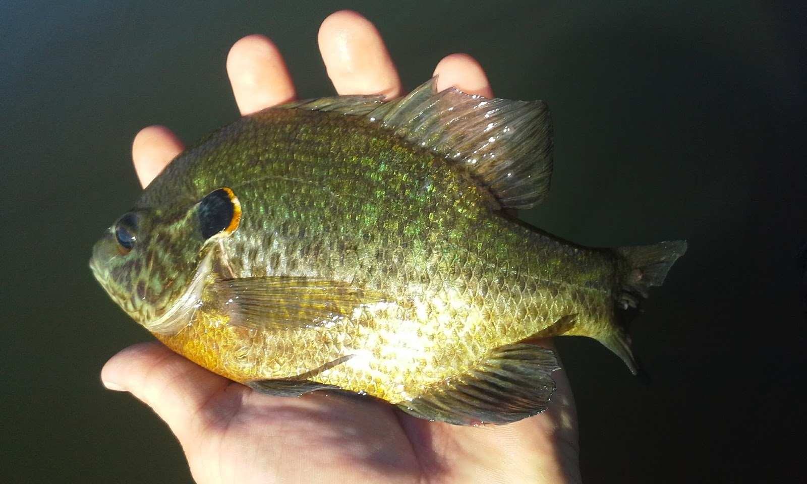 The Show Me Fly Guy Fishing With Tom on Lone Jack Lake