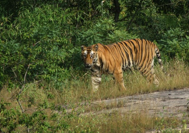 Tiger in Bandipur Sanctuary