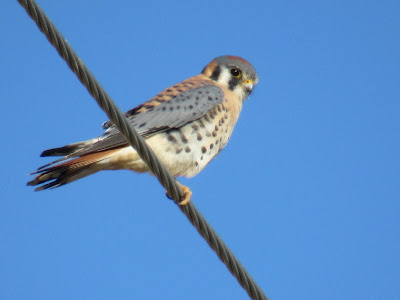 Wings and Daydreams birding blog