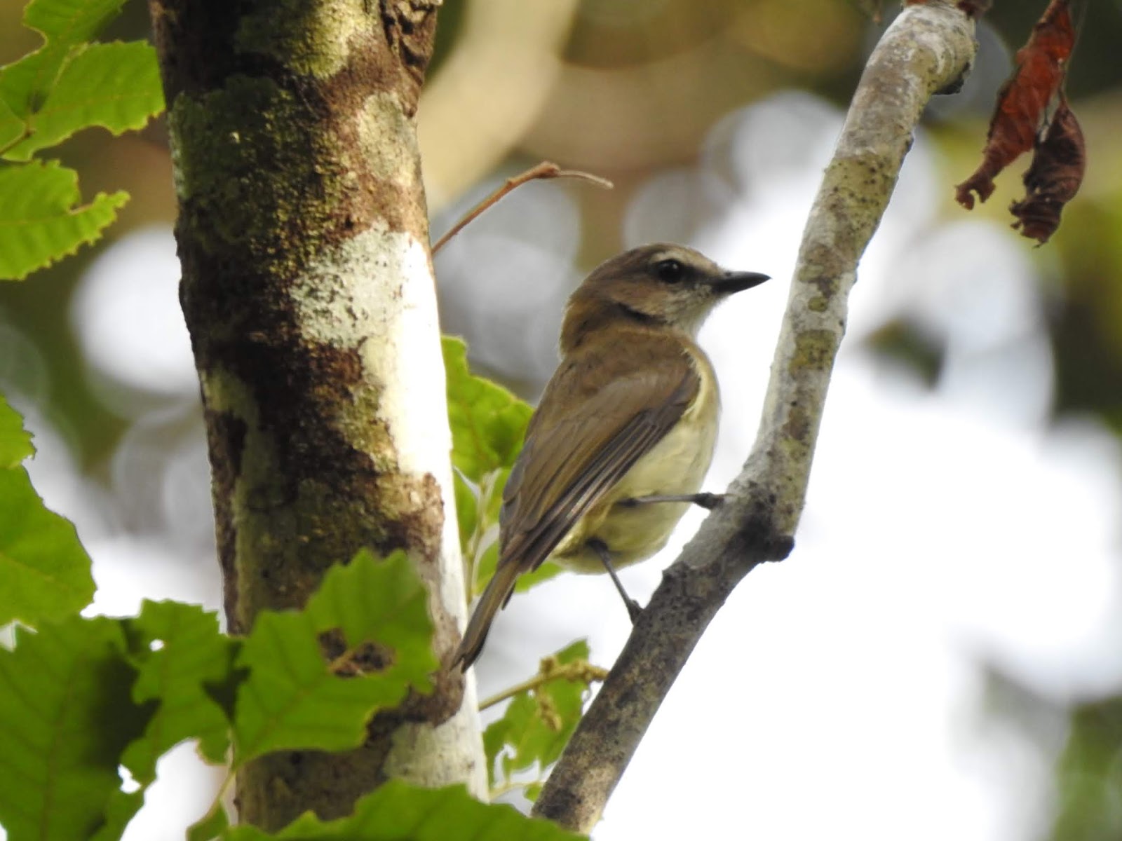 KEN CROSS IN FAR NORTH QLD BIRDING AROUND IRON RANGE II