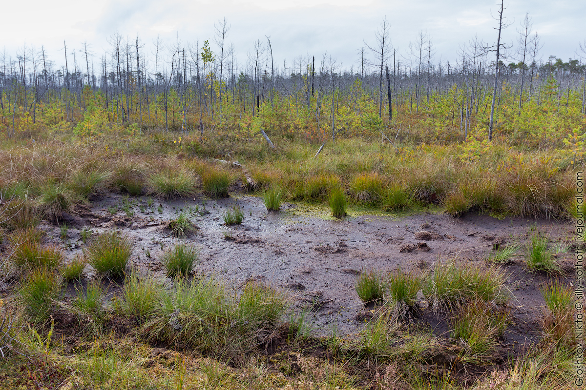 Как в 30 годах называли болото. Пинега лес болото мочажина. Топкое болото. Трясинные болота. Непроходимое болото.