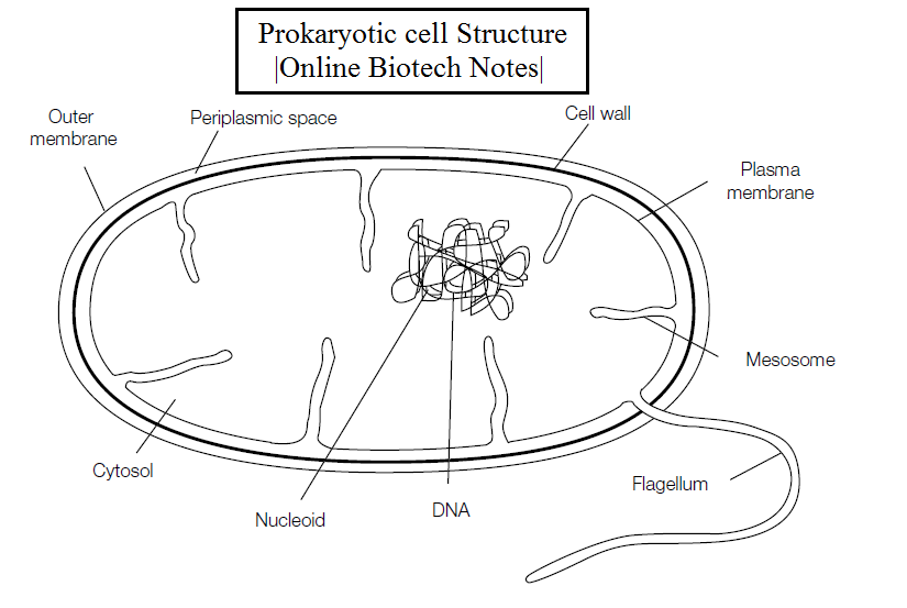 Prokaryotes I Online Biotech Notes Online Biotech Notes