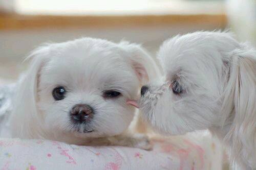 very very cute dogs