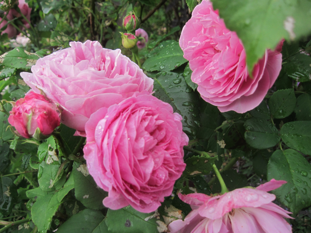 I never promised you a rose garden - Mina rosor : Louise Odier