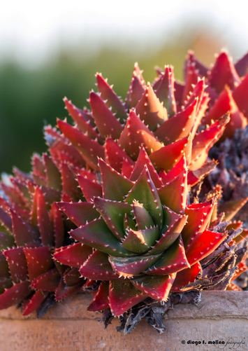 25 Trendy Types Of Succulents You Should Know About 25 Trendy Types Of Succulents You Should Know About