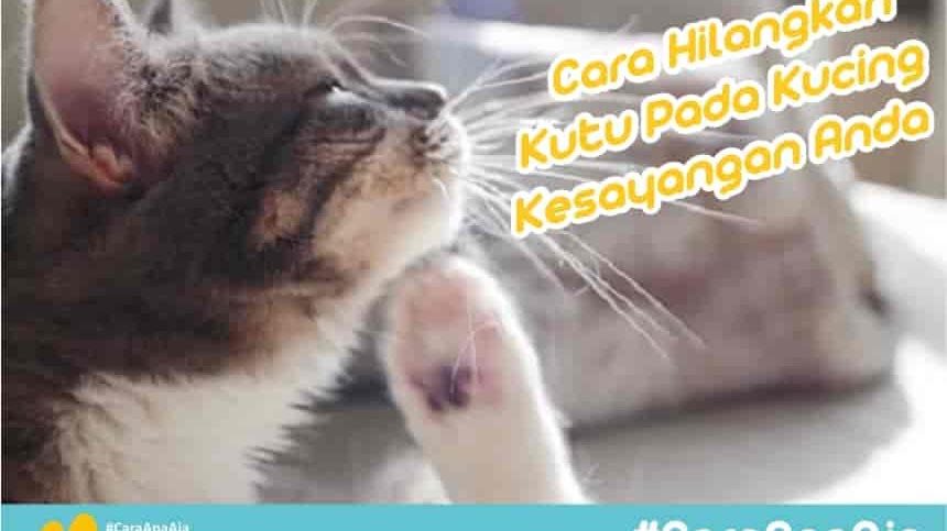 Cara Menghilangkan Kutu Kucing Cara Menghilangkan Kutu Kucing