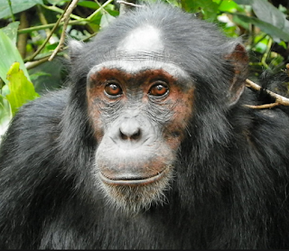 5 Days Uganda Safari trekking Chimpanzees and Gorilla tracking , Gorilla trekking (Bwindi Impenetrable NP), Tracking the Mountain Gorillas and other primates 5 Days Uganda Safari trekking Chimpanzees and Gorilla tracking , Chimpanzee tracking, tracking over 12 primates in Kibale National Park.