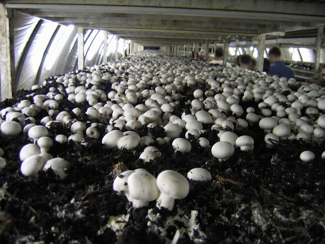 Mushroom farming at bihar