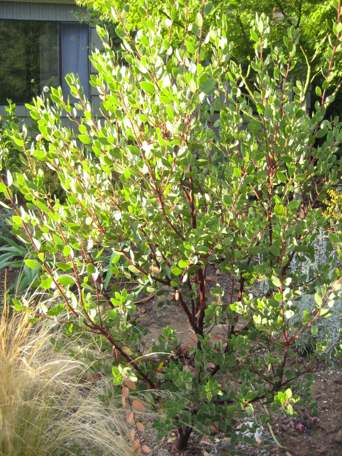 Happy 2015 More Garden Worthy Native Plants To Try This Year