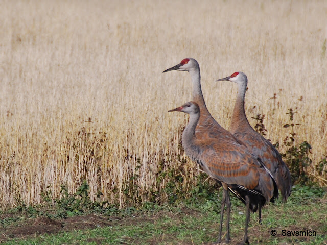 Sand Hill Cranes