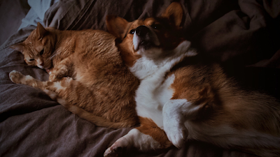 A ginger cat and a brown and white Corgi lie next to each other