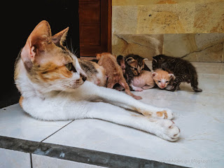 Mom Cat With Her Very Young Newborn Baby Cats On The House Floor North Bali Indonesia