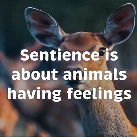 Sentience is about having feelings