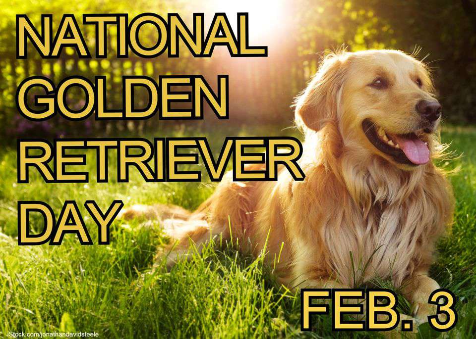 National Golden Retriever Day Wishes Images Whatsapp Images