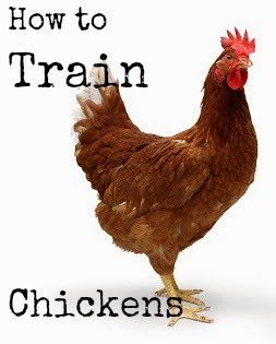 https://proverbsthirtyonewoman.blogspot.com/2012/07/how-to-train-chickens-and-get-them-to.html