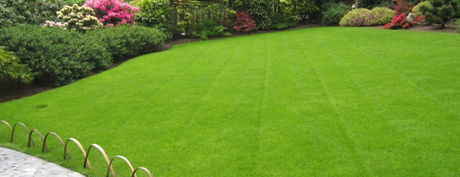 El Césped - Id Plantae