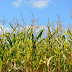 Garantia-Safra autoriza pagamento para mais de 13 mil agricultores familiares
