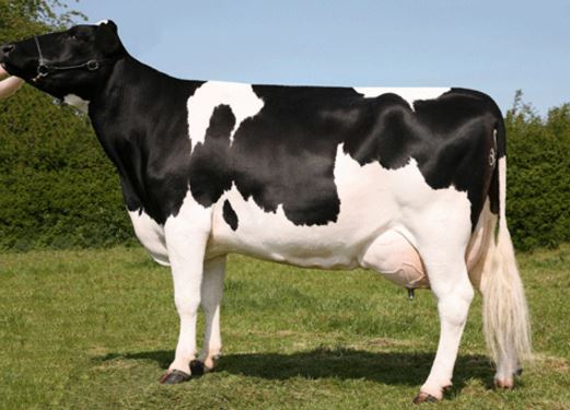 Sapi Perah Friesian Holstein