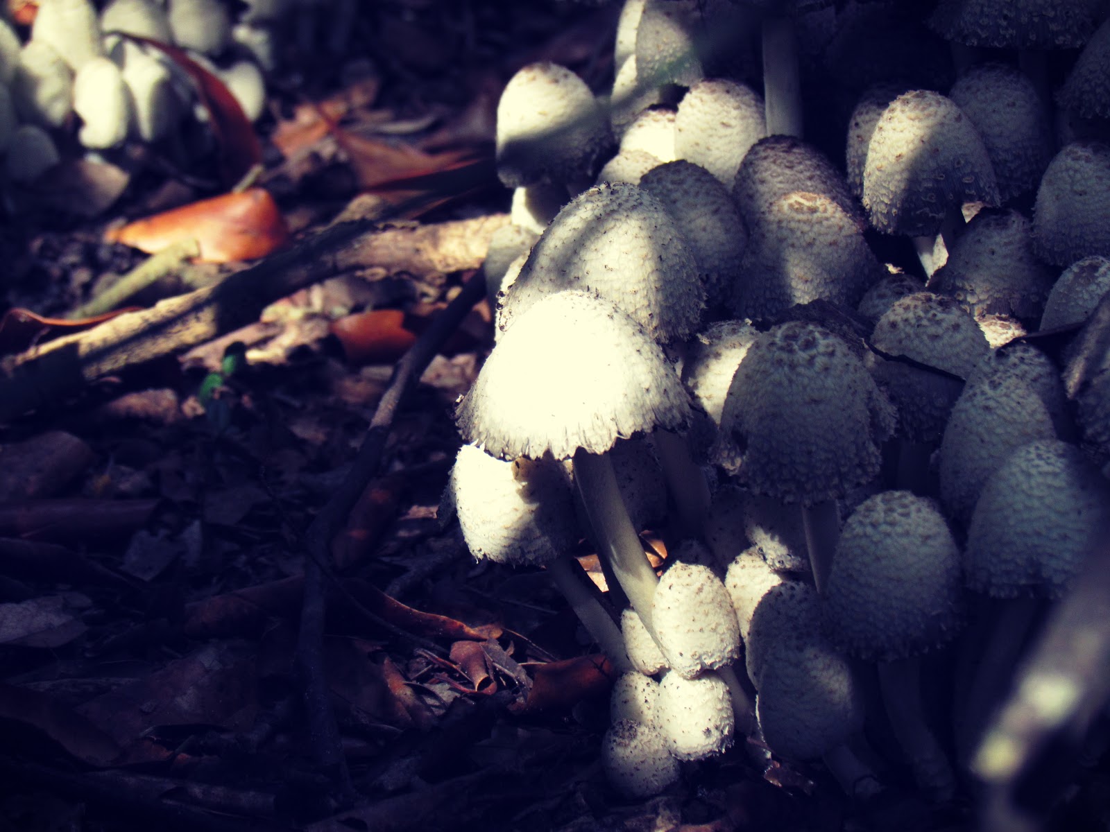 A secret, hidden place in the forest where mushrooms grow wild and free in Florida wildlife refuge