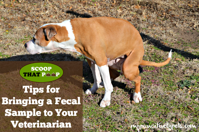 Tips for bringing a fecal sample to your veterinarian