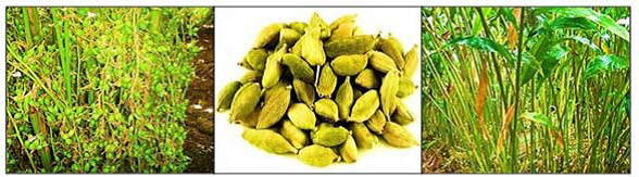 Medicinal benefits of Cardamom The major use of cardamom is culinary purpose for flavoring food