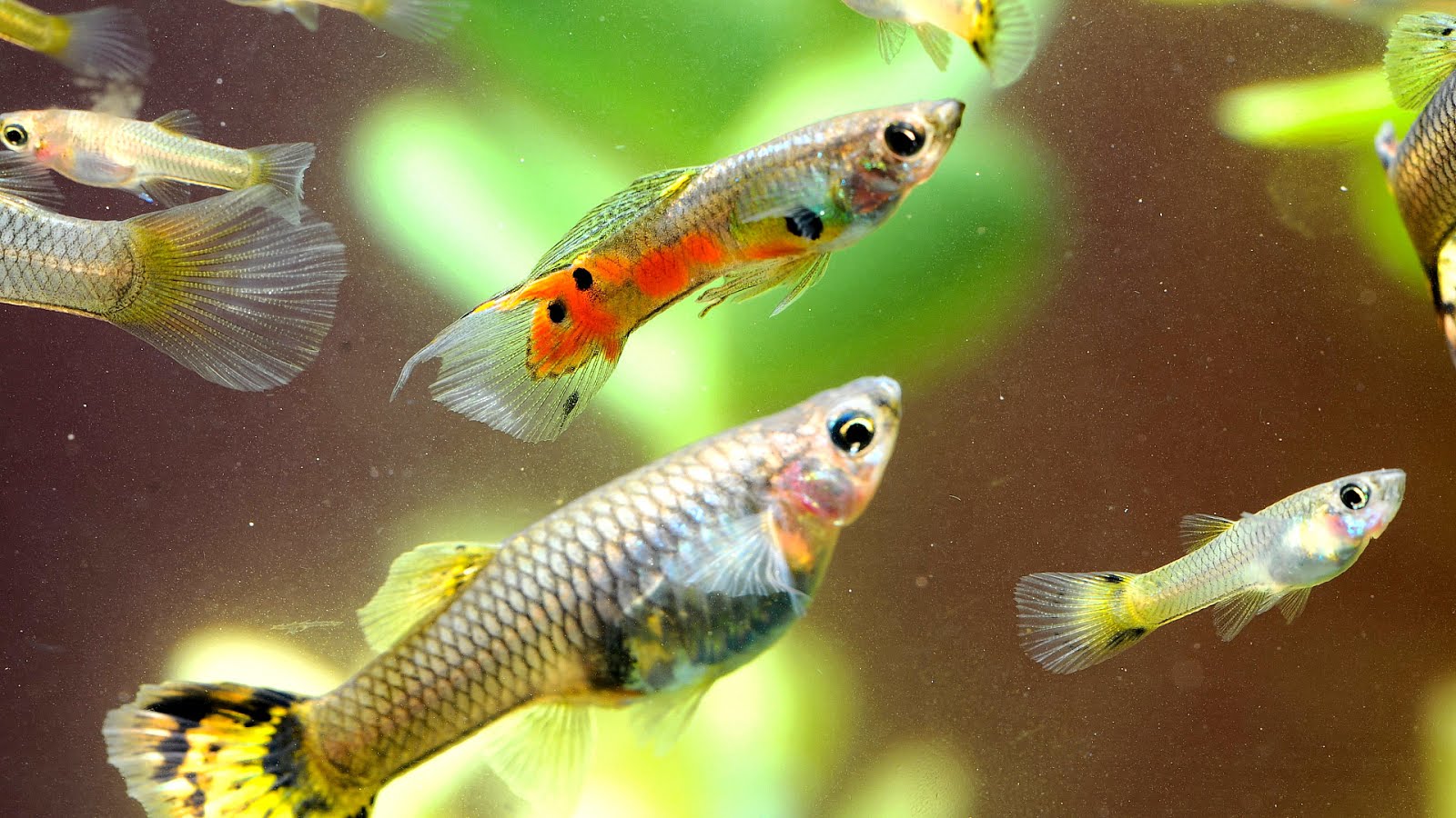 How Do Fish Have Babies Fish Choices