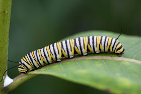 Metamorfosis sempurna larva kupu-kupu