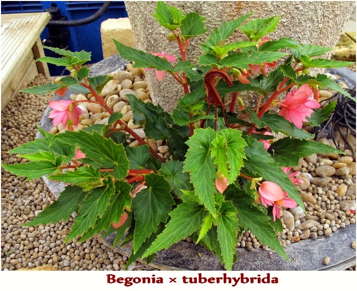 Plantas y flores: Begonia x tuberhybrida